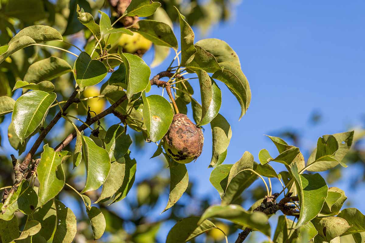 A close up horizontal image of the foliage and fruits of a pear tree suffering from scab, a fungal disease, pictured in bright sunshine on a blue sky background.