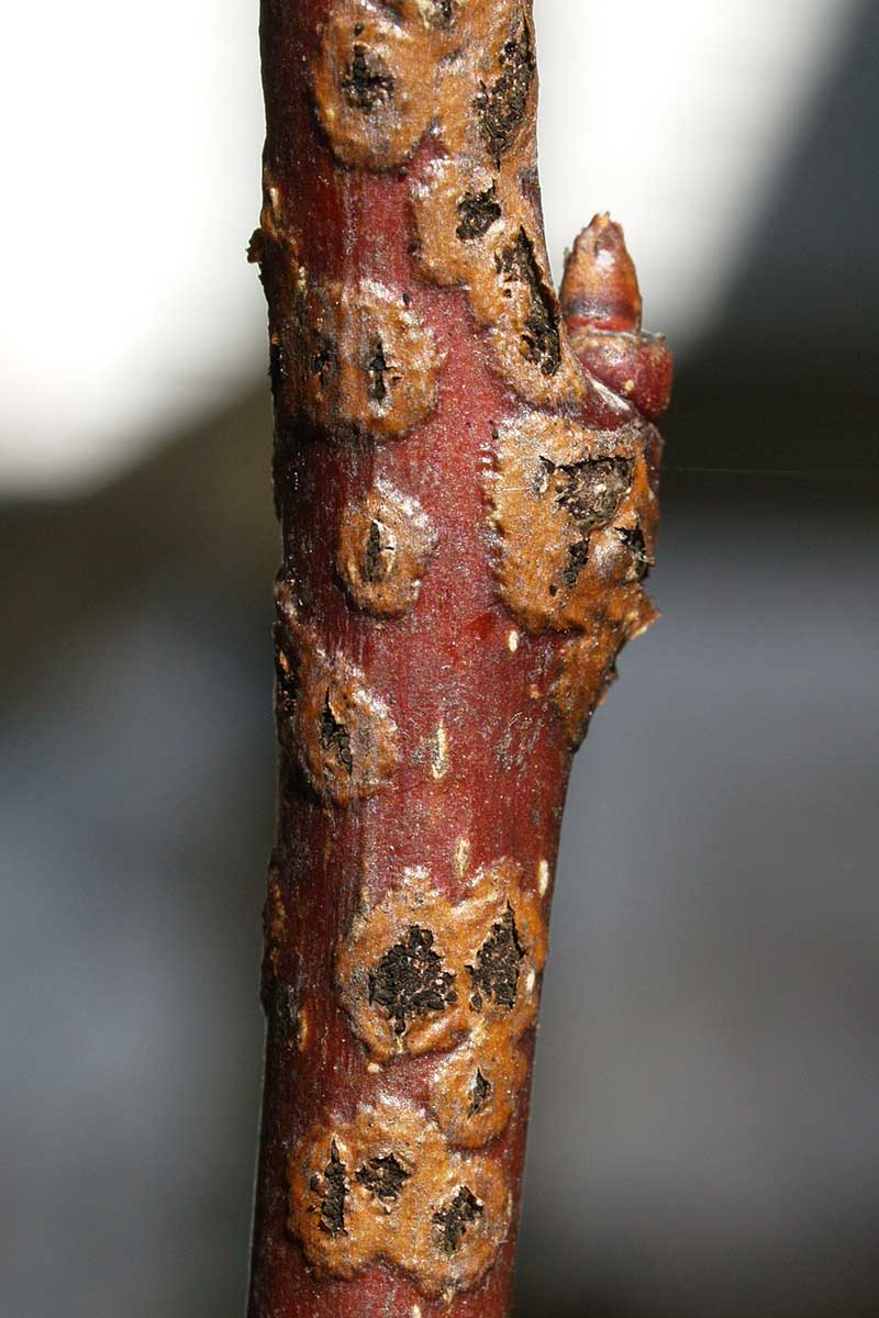 A close up horizontal image of a branch of a tree infected with pear scab.