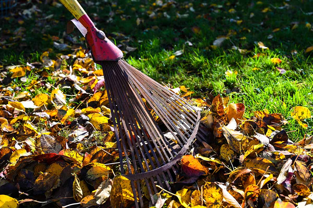 A close up horizontal image of a rusty rake clearing up a pile of dead leaves at season's end.