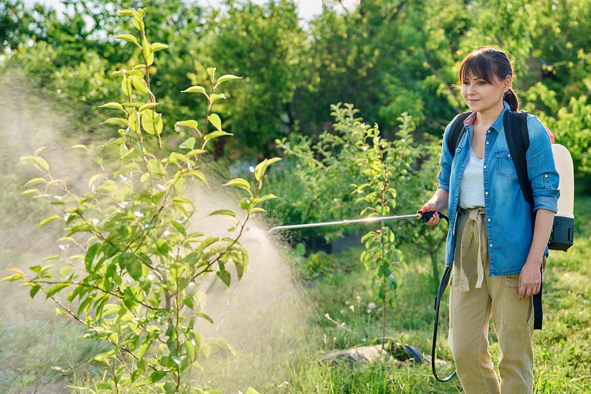 A horizontal image of a gardener using a backpack sprayer to apply organic fungicide in the orchard.