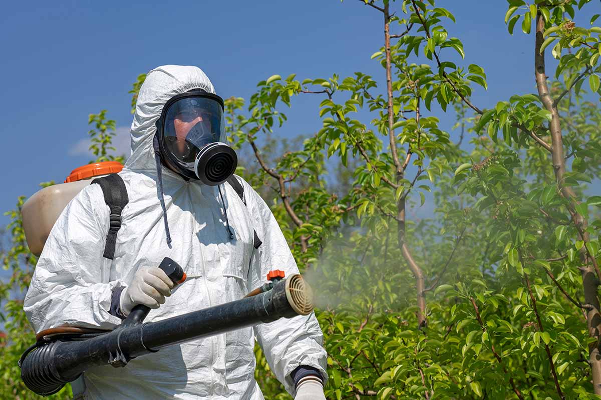A horizontal image of a gardener looking ridiculous in a hazmat suit applying some nasty chemicals in a commercial orchard, pictured in bright sunshine on a blue sky background.