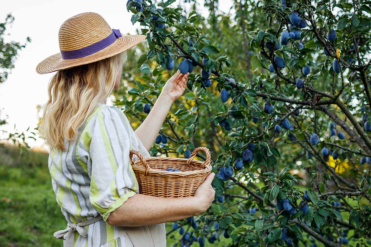 A horizontal image of a gardener thinning plums on a tree in the orchard.