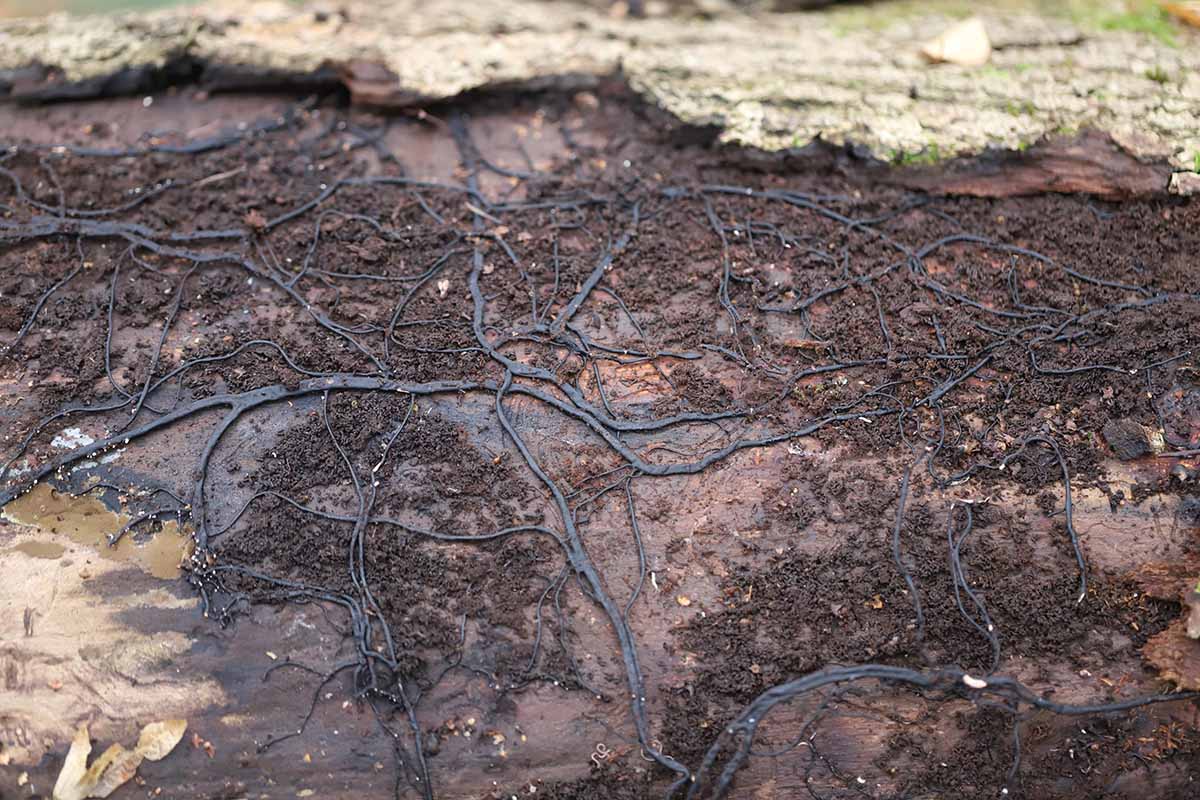 A close up horizontal image of the bark of a tree peeled back to reveal a network of dark fungal strands called rhizomorphs on the trunk.