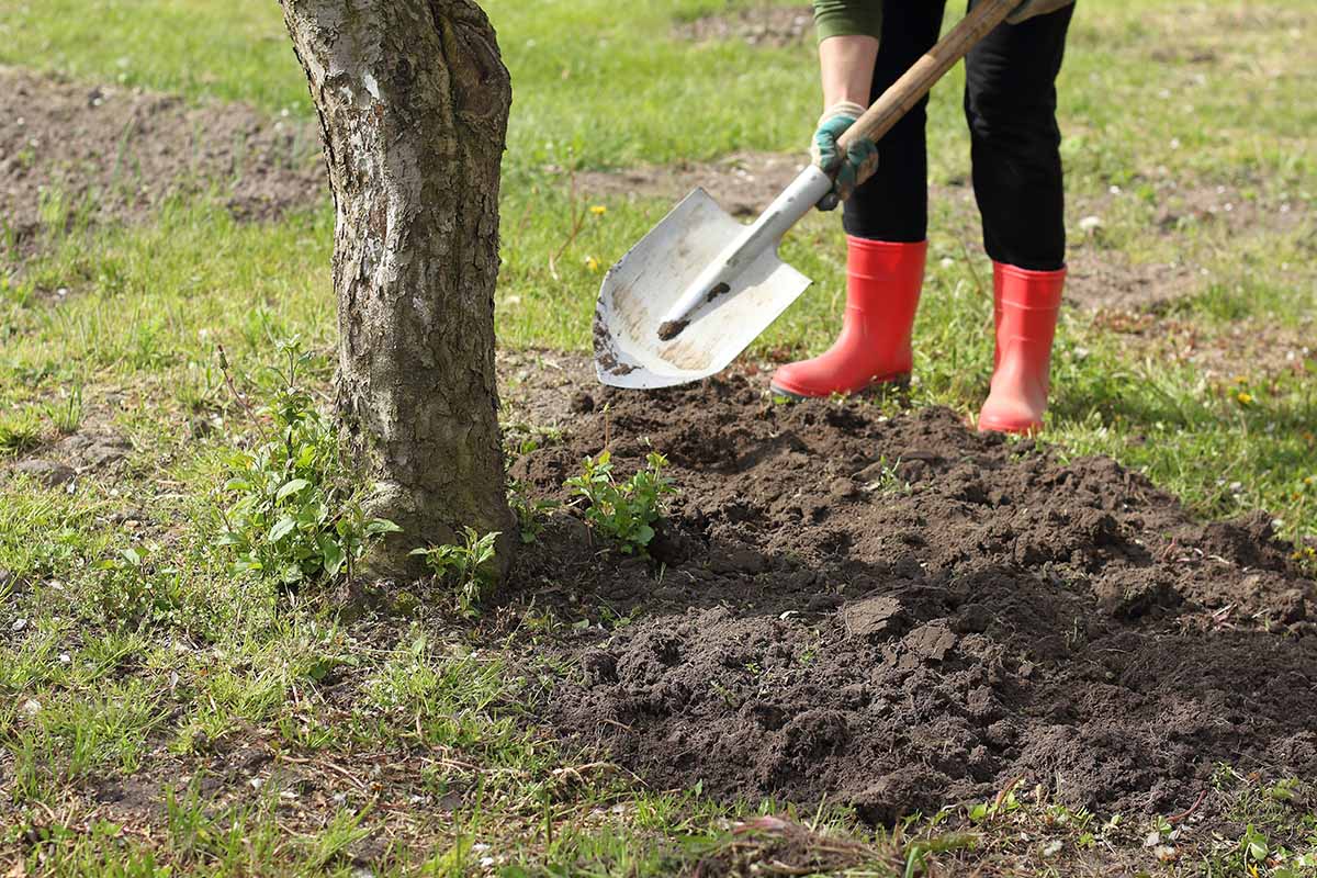 A close up horizontal image of a gardener digging around a pear tree infected with armillaria.