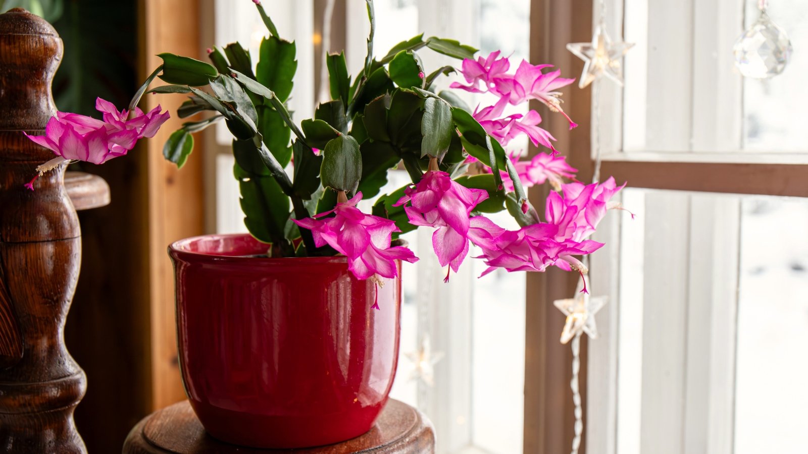 Bright green, serrated stems support vibrant fuchsia flowers with elongated petals in a red glossy pot on a light windowsill.