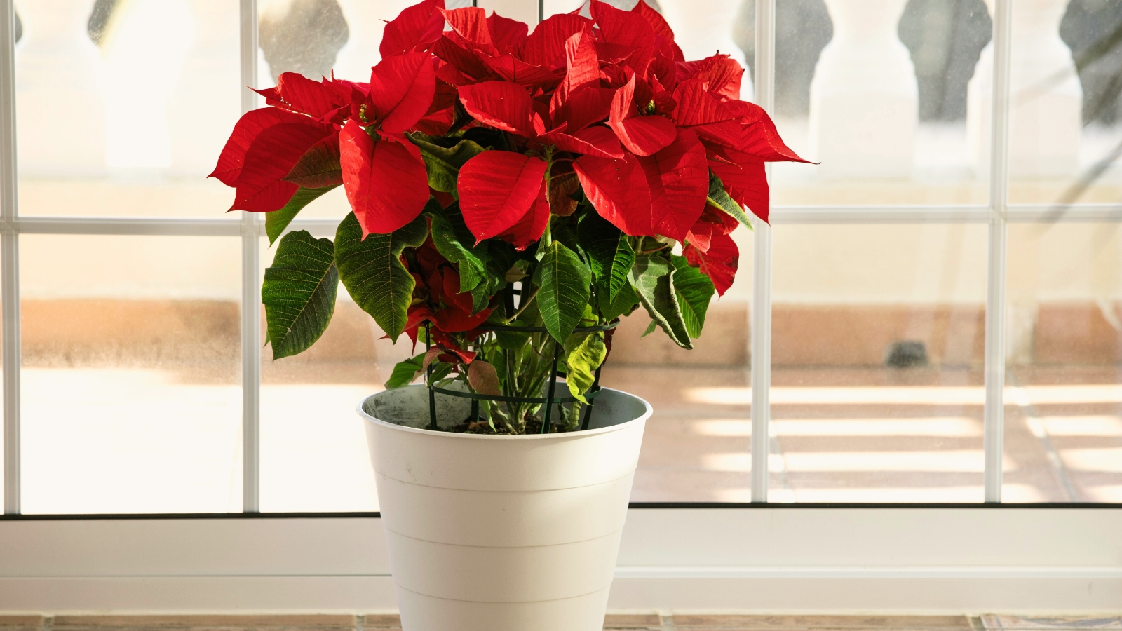 A vibrant display of bright red bracts surrounds tiny yellow flowers at the center, set against lush green, pointed leaves in a white decorative pot.
