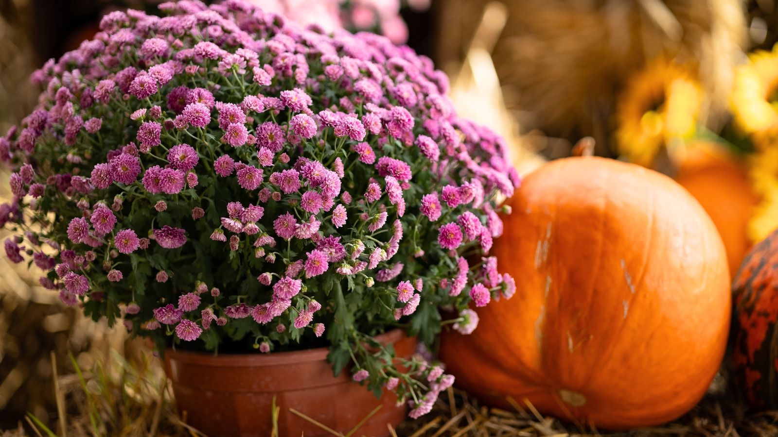 Dense clusters of daisy-like flowers in a soft pink shade top leafy, dark green stems.