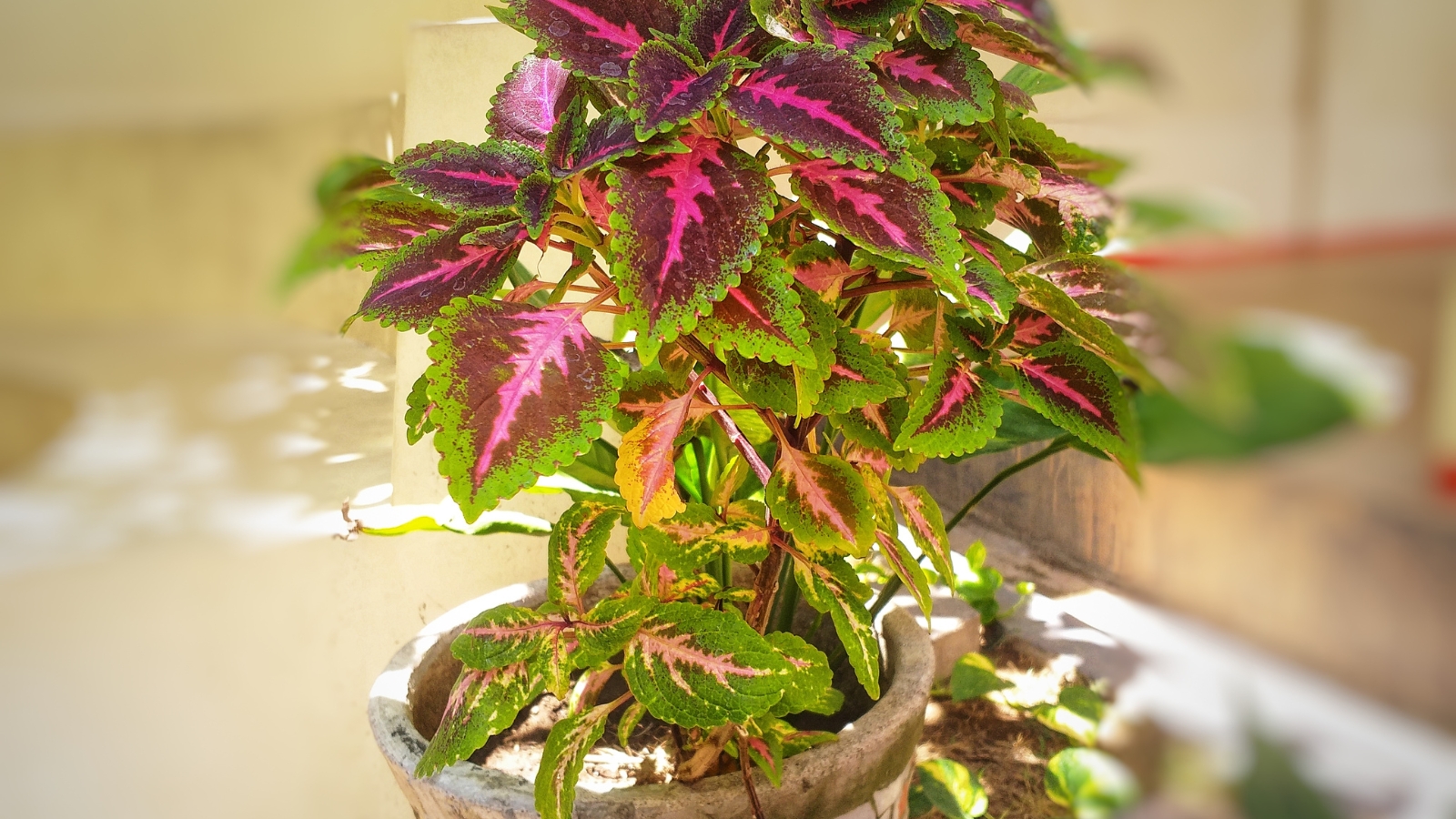 Colorful, velvety leaves with intricate patterns in shades of green, purple, and pink, creating a striking visual display.
