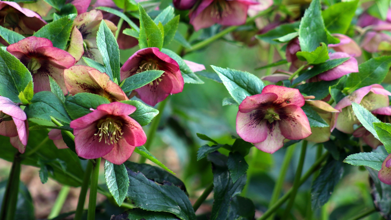 Large, leathery leaves support nodding, cup-shaped flowers in muted pink tones.