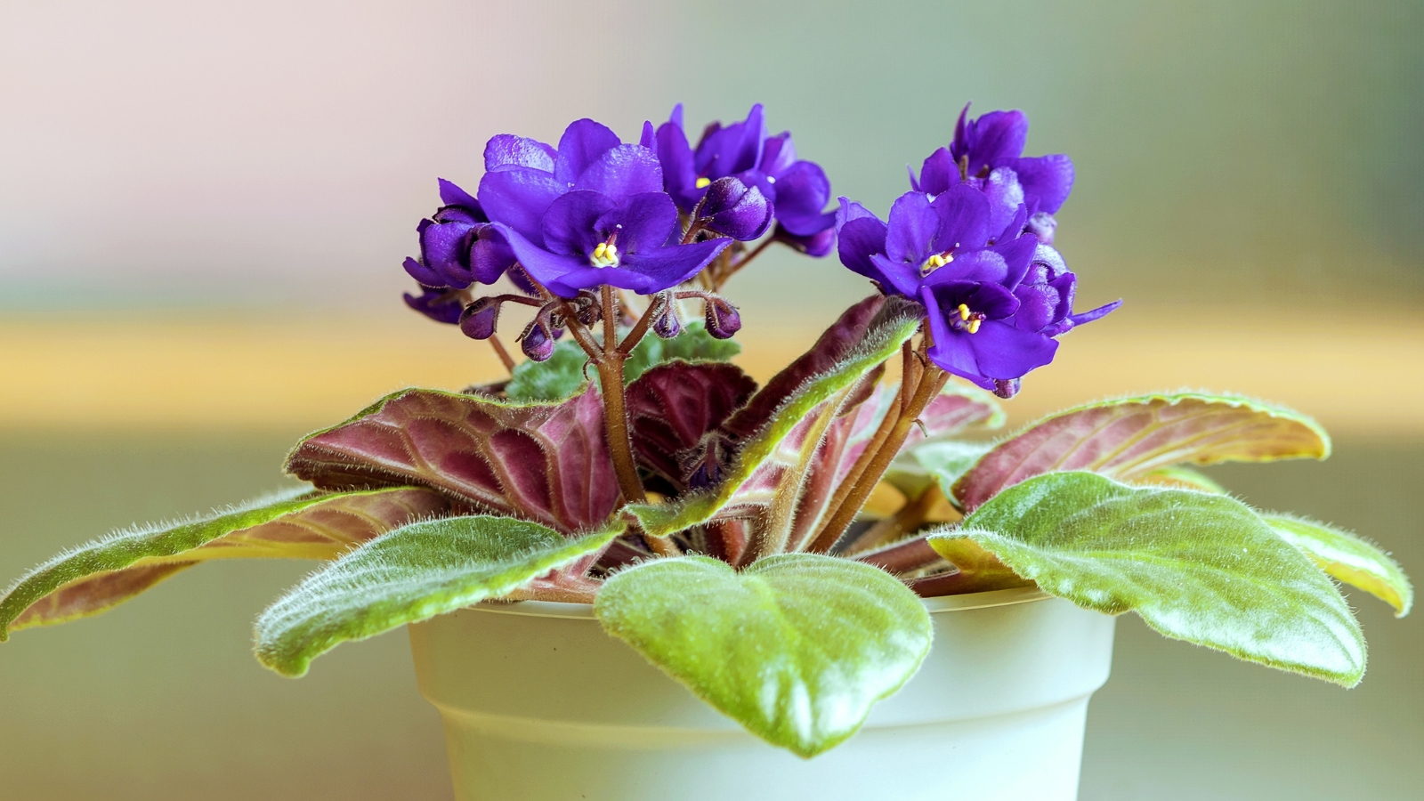 Soft, fuzzy green leaves surround clusters of delicate, velvety blooms in shades of purple.
