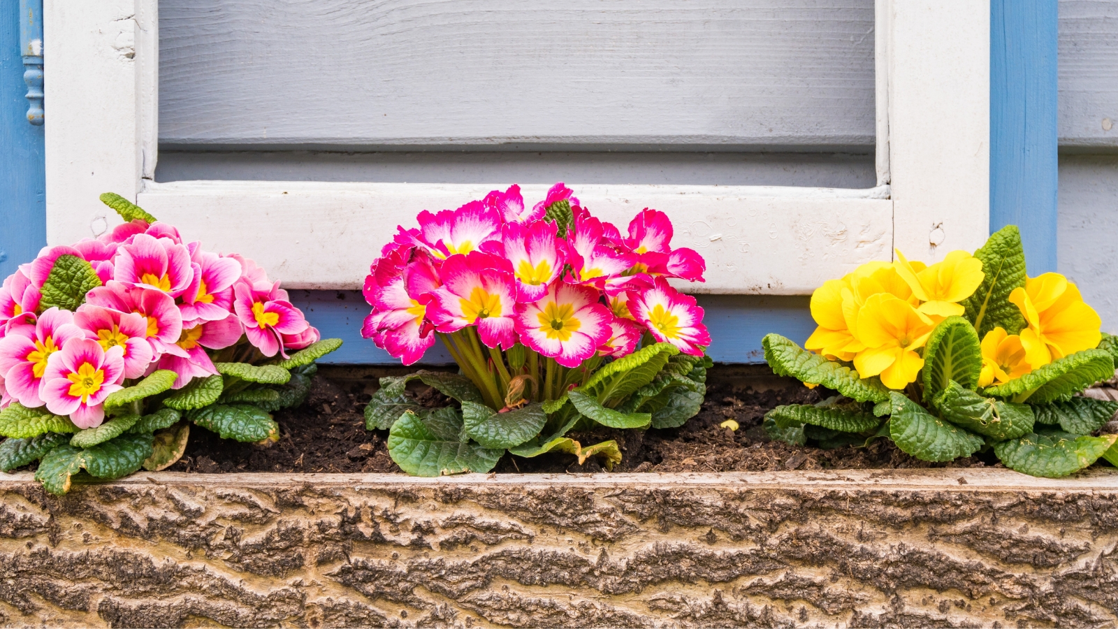 Rosettes of crinkled green leaves form a base for vivid, five-petaled flowers in bright colors like pink, yellow, and white in an elongated wooden pot outdoors.