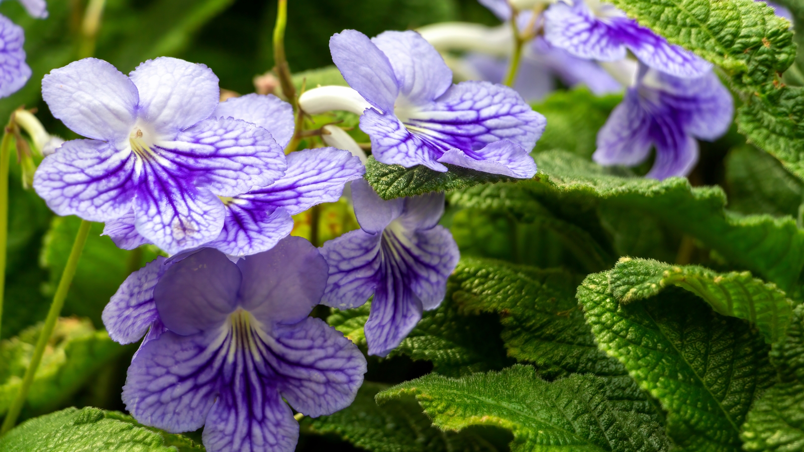 Soft, wrinkled green leaves with delicate trumpet-shaped flowers in shades of purple rise gracefully from a compact pot.