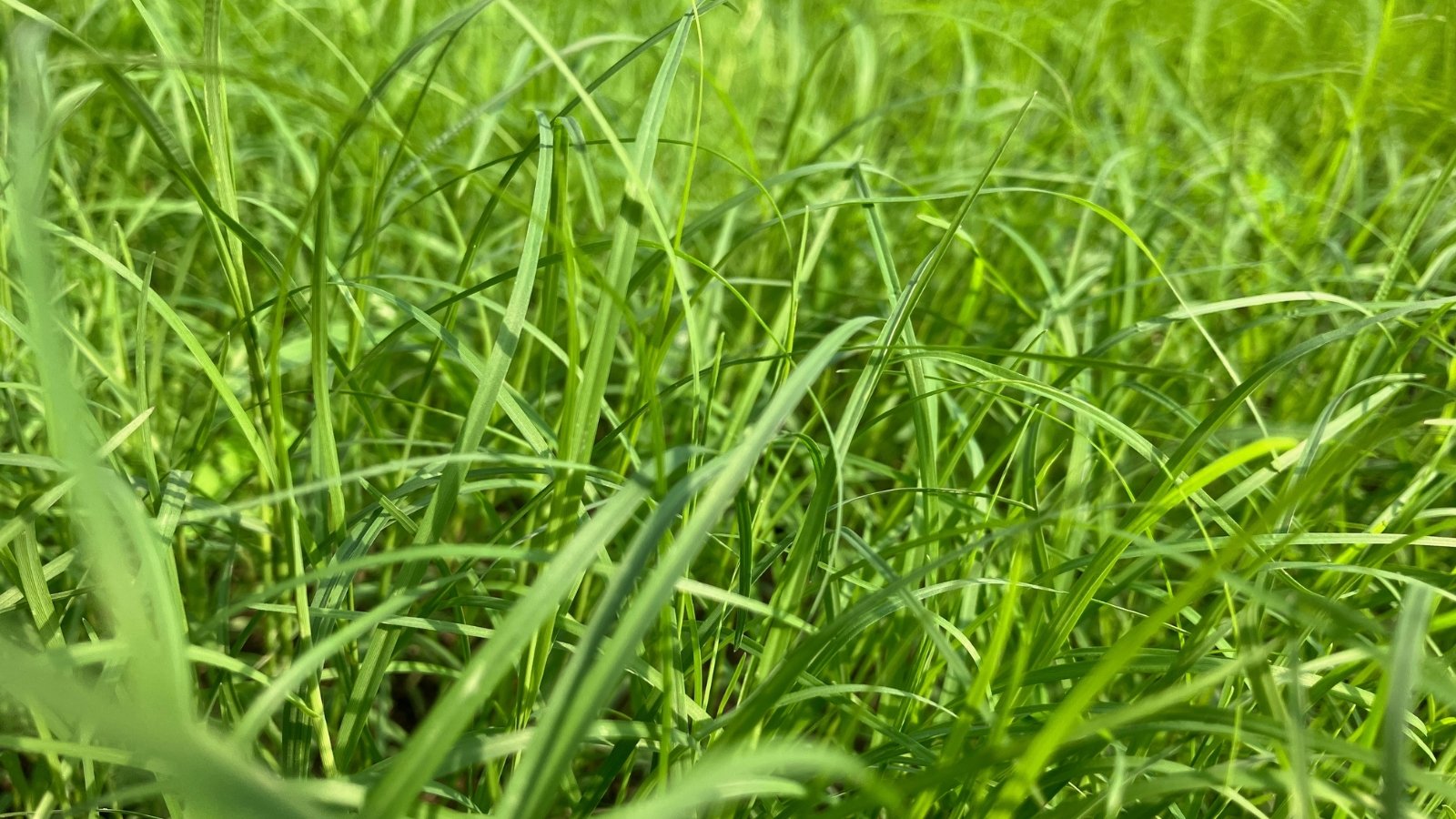 An intimate view of long, thin blades of grass swaying in a gentle breeze, each stalk standing tall with a fresh, rich green color.