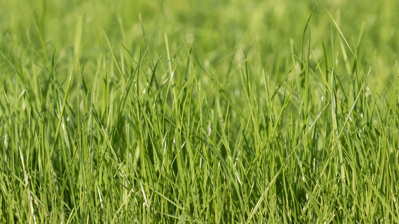 Sharp and delicate, the slender blades of this grass gather tightly together, reaching upwards with a vivid, emerald sheen.