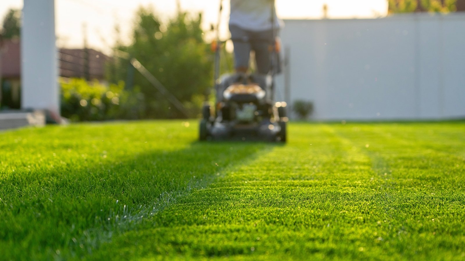 A person pushes a motorized lawn mower, cutting a straight path across the green surface while tall trees stand in the background.