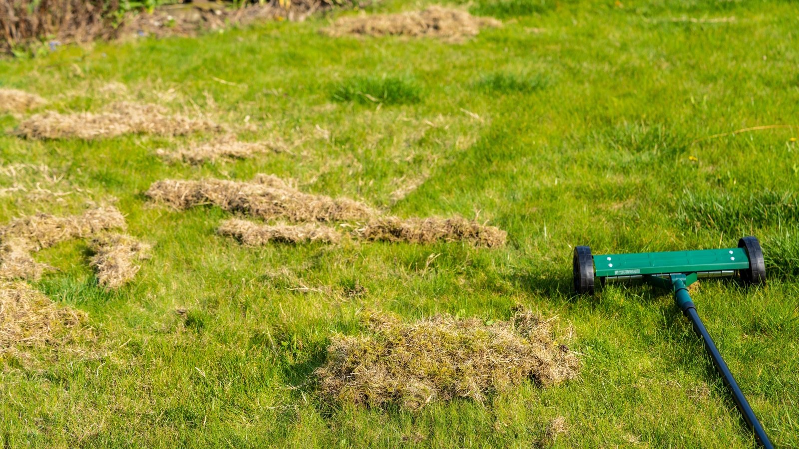 Removing dead grass after winter, using a mechanical Lawn dethatcher to remove the debris left over.