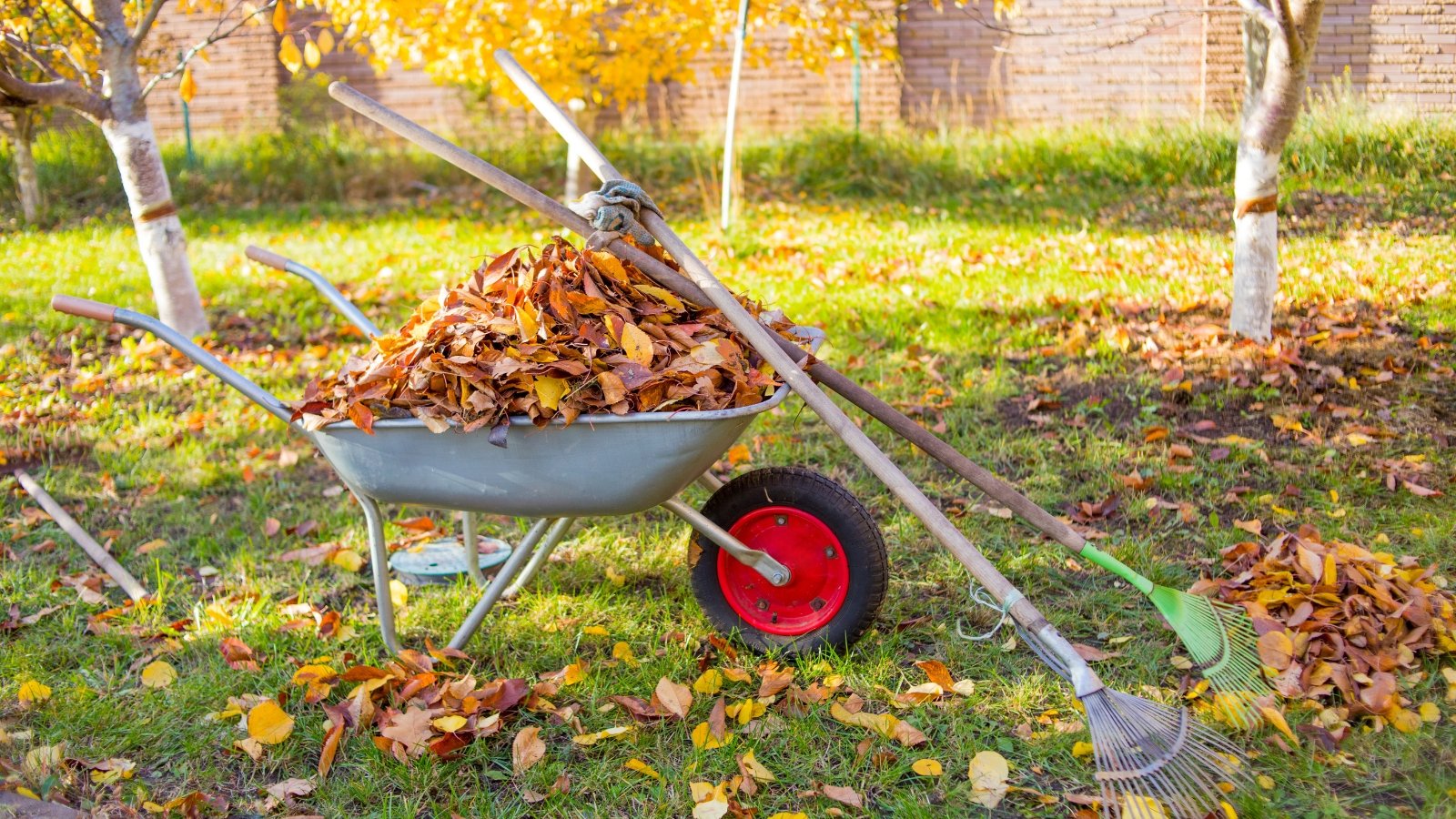 A wheelbarrow brimming with golden, dried leaves rests beside a neatly raked pile, surrounded by trees with bare branches.