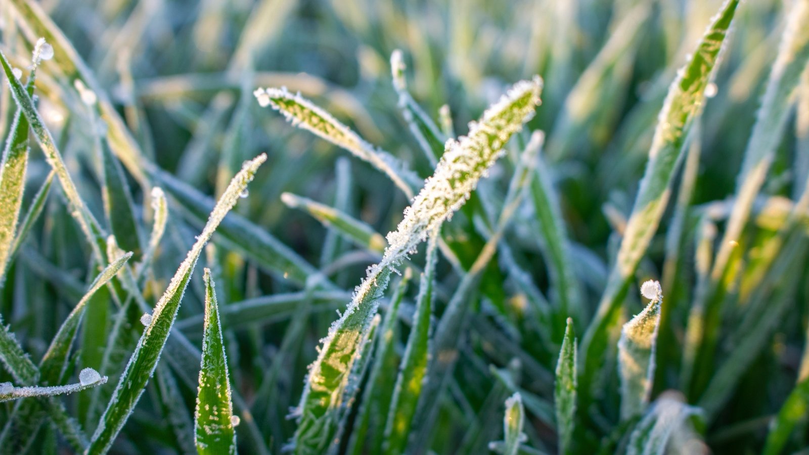 Delicate frost covers the blades of green grass, their tips shimmering with a thin layer of ice as they catch the light of dawn.
