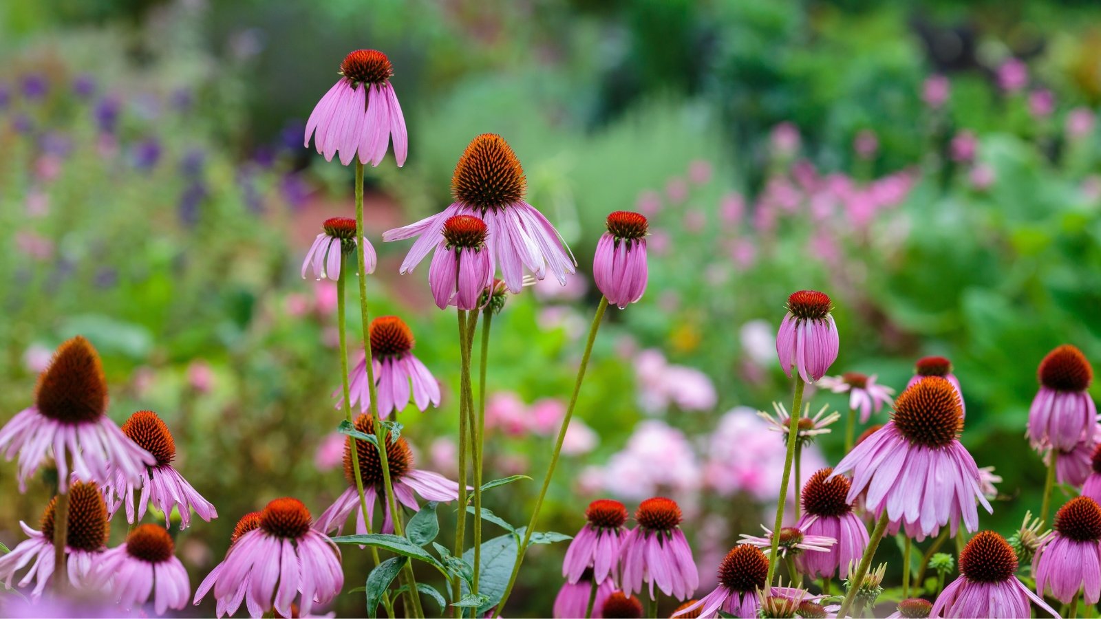 Tall stems with large, pink-purple daisy-like flowers, surrounded by rough, dark green, lance-shaped leaves.
