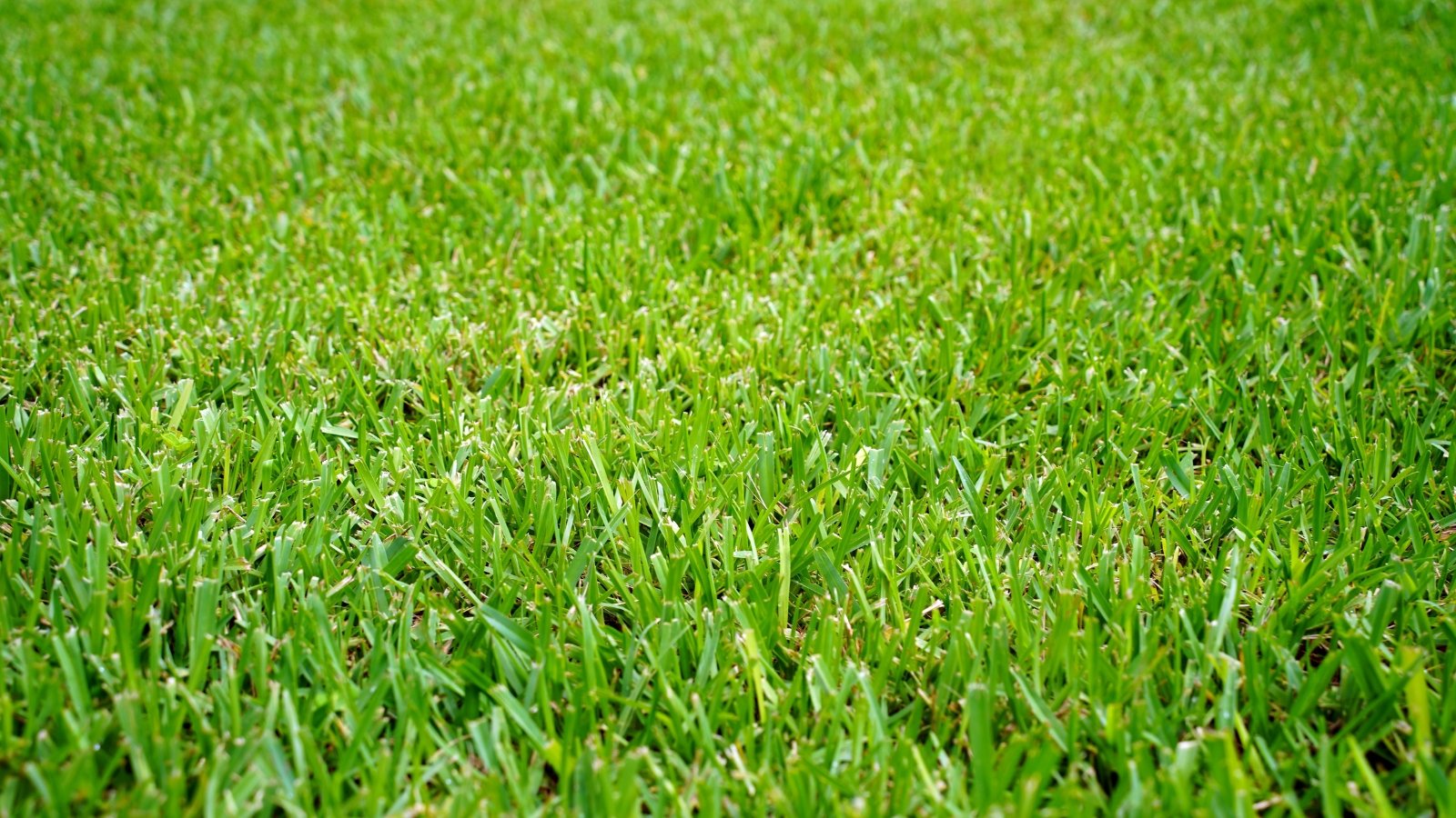 A close-up of dense, deep green grass with broad blades, thriving in even rows, glistening softly in sunlight.