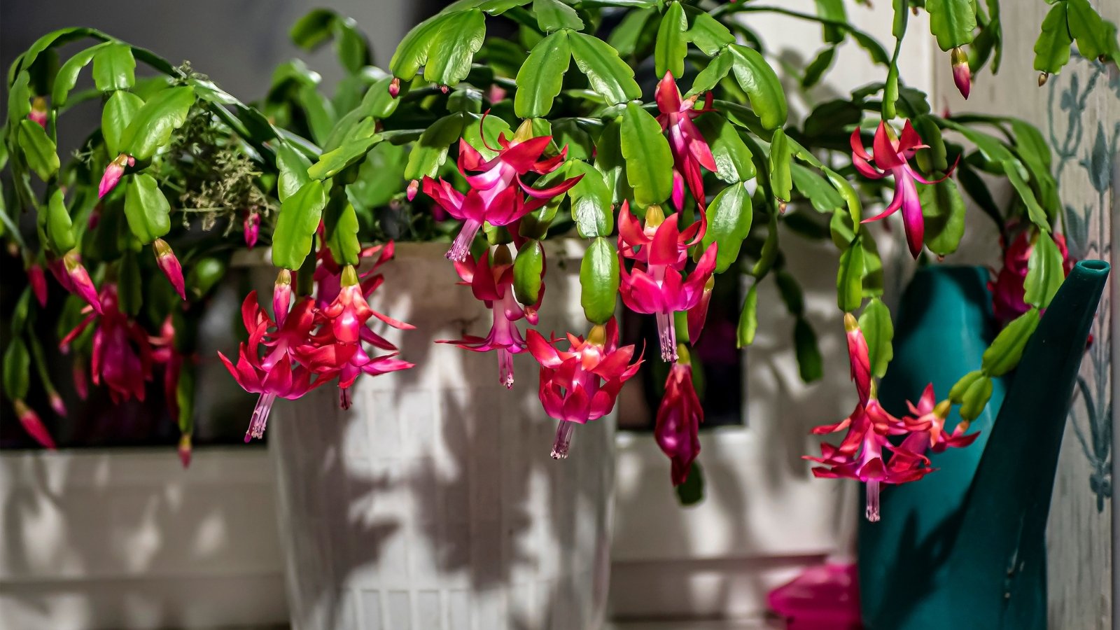 Cascading, flat green segments form arching stems, adorned with tubular pink blooms at their tips.