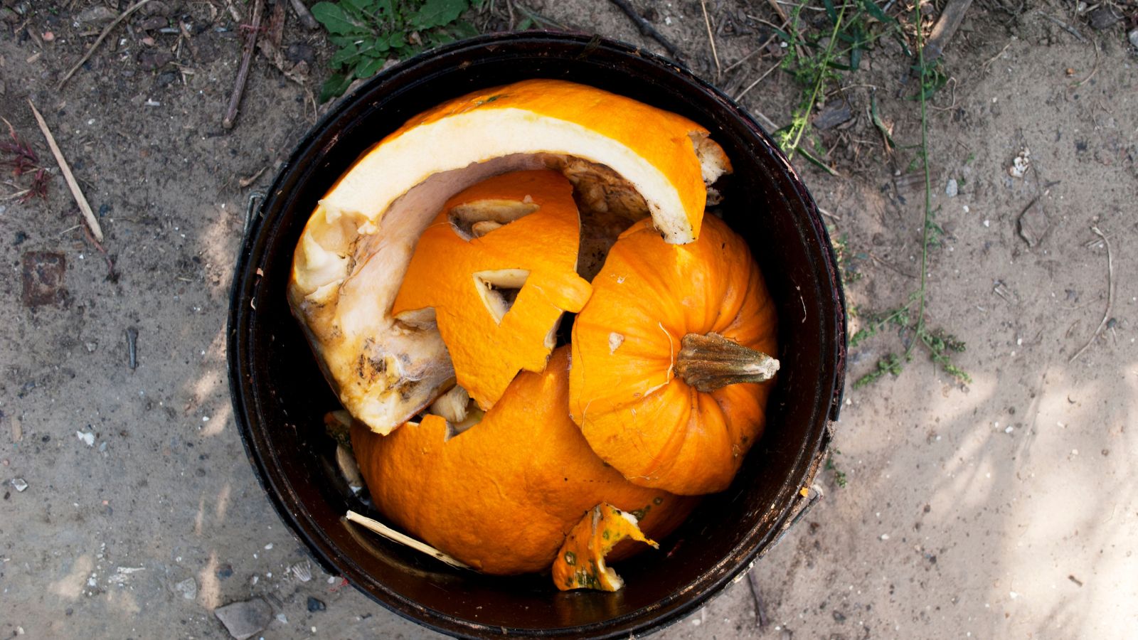 Easy methods to Compost Your Halloween Pumpkins