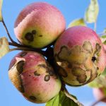 Easy methods to Determine and Handle Apple Scab Fungus