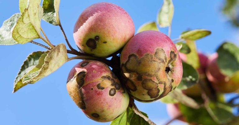 Easy methods to Determine and Handle Apple Scab Fungus