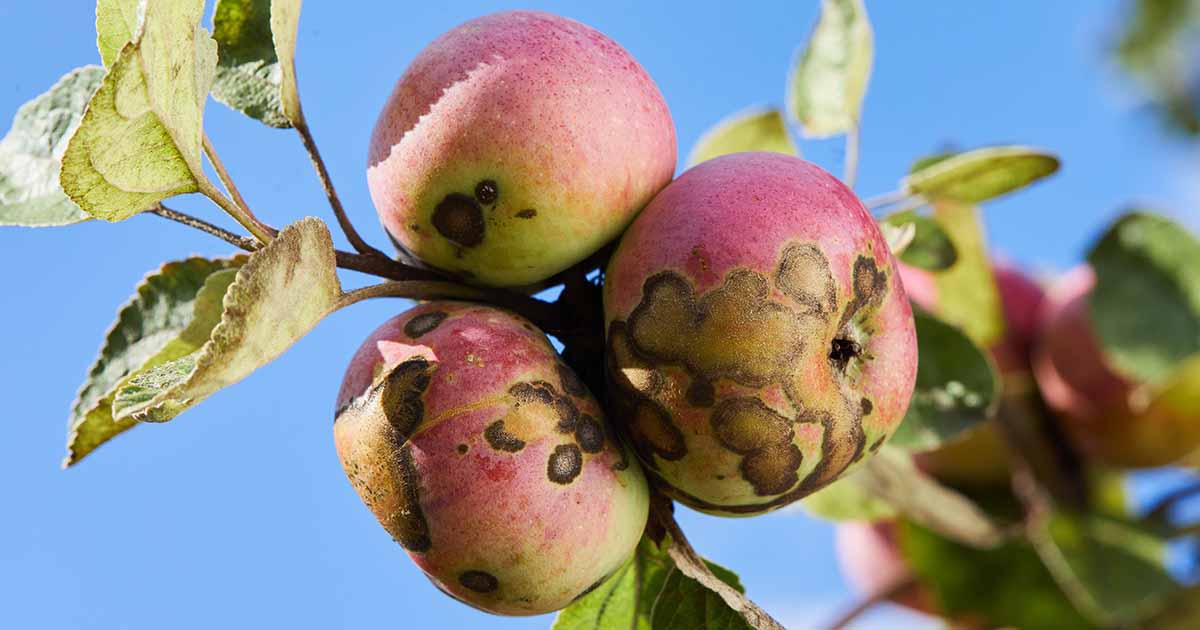 Easy methods to Determine and Handle Apple Scab Fungus