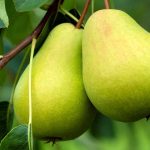 How one can Establish and Handle Armillaria Root Rot in Pear Timber