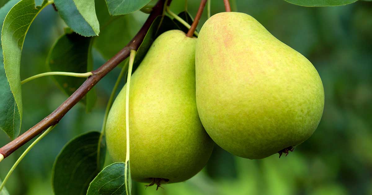 How one can Establish and Handle Armillaria Root Rot in Pear Timber