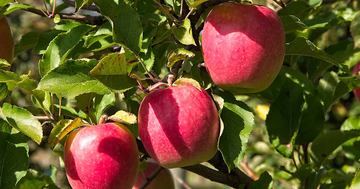 Ideas for Rising Pink Girl Apples