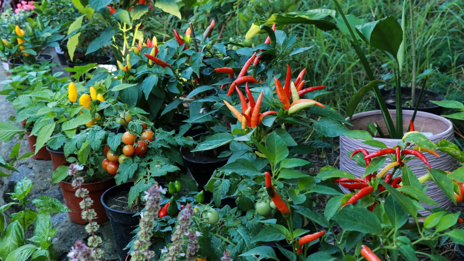 A vibrant cluster of plants including Capsicum annuum (ornamental peppers) with bright red and orange fruits, and Solanum lycopersicum (cherry tomatoes) hanging in clusters, among a mix of lush green leaves.