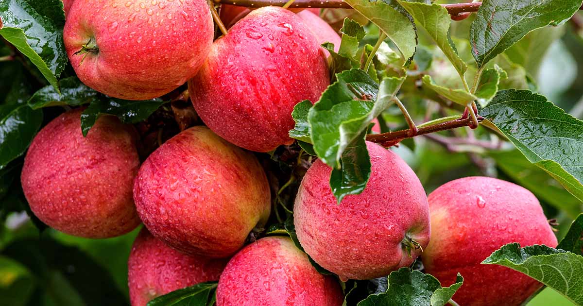 When and How one can Prune Apple Bushes