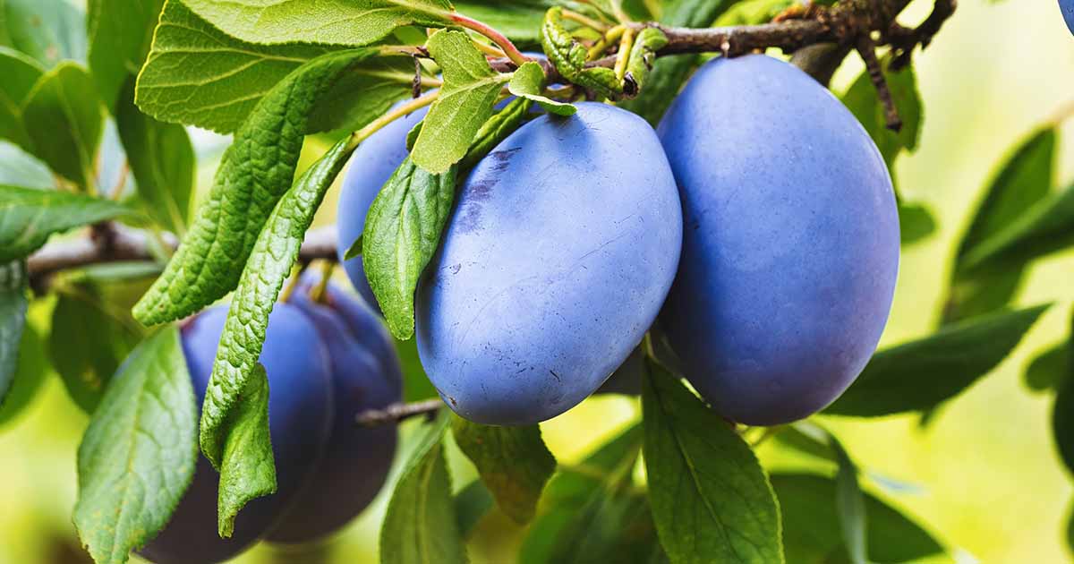 How you can Establish and Management 9 Frequent Plum Pests