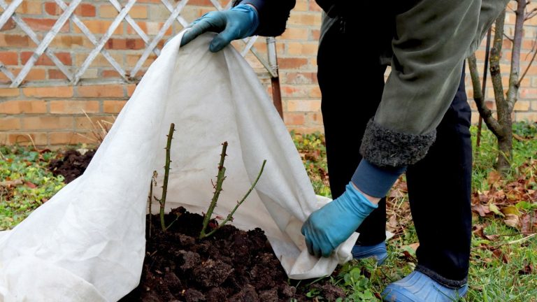 The way to Defend Your Backyard From Early Frosts