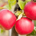 When and The right way to Skinny Apples (And Why You Ought to)