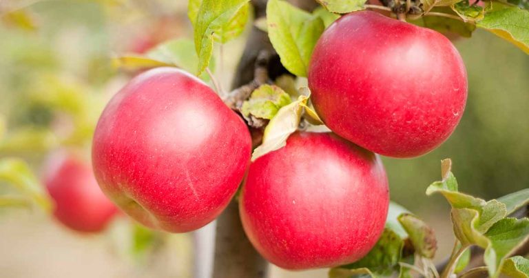 When and The right way to Skinny Apples (And Why You Ought to)