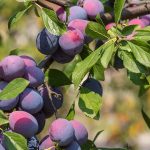 When and Learn how to Skinny Plum Bushes