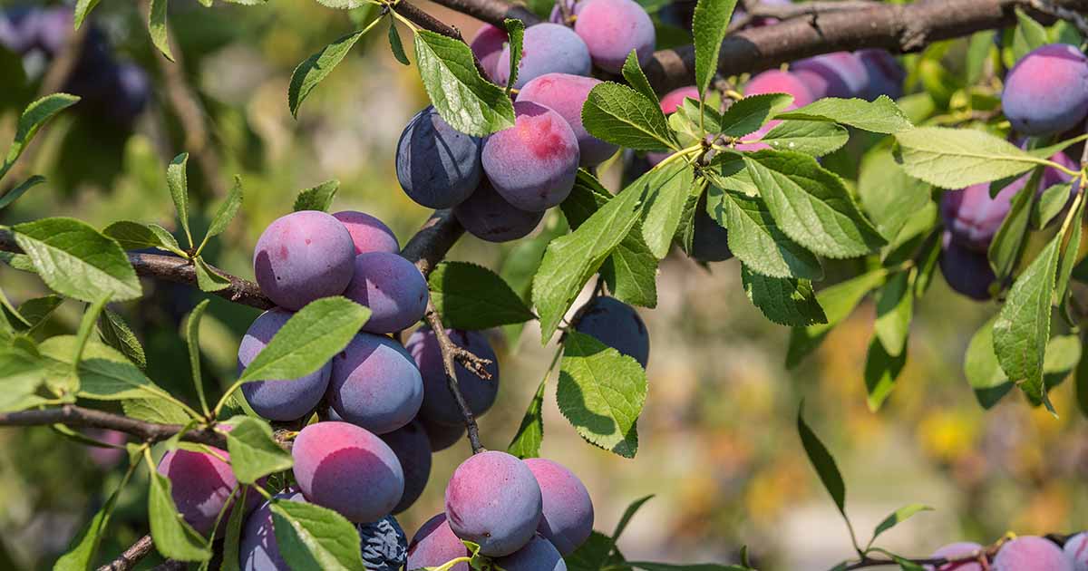 When and Learn how to Skinny Plum Bushes