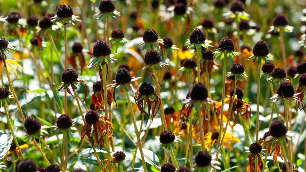 21 Perennials You Should not Reduce Again in Fall