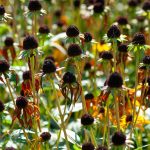 21 Perennials You Should not Reduce Again in Fall