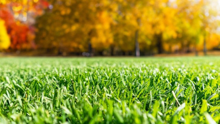 9 Fall Garden Care Suggestions