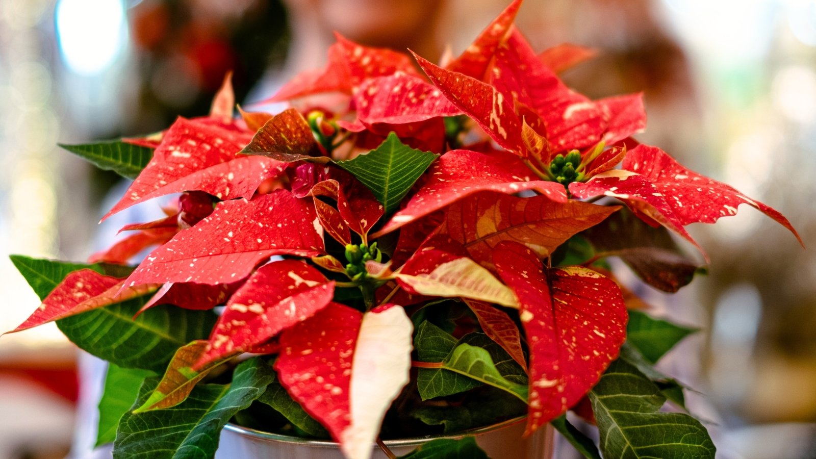 9 Crops that Want Darkness in Fall for Winter Blooms